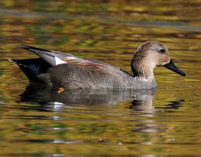 Gadwall