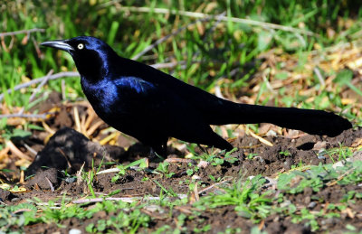 Grackle Great-tailedD-006.jpg