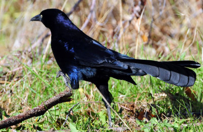 Grackle, Great-tailed  D-010.jpg