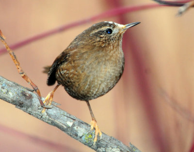 Wren, Pacific (leucistic)