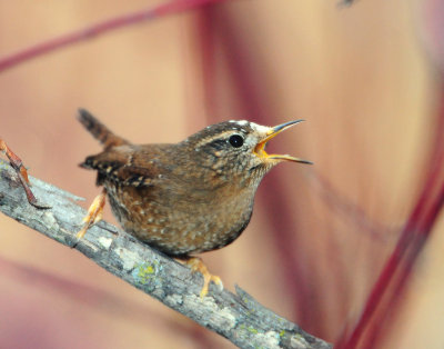 Wren, Pacific (leucistic)