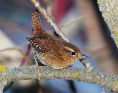 Wren, Pacific (mate of leucistic)