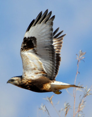 Hawk, Rough-legged D-001.jpg