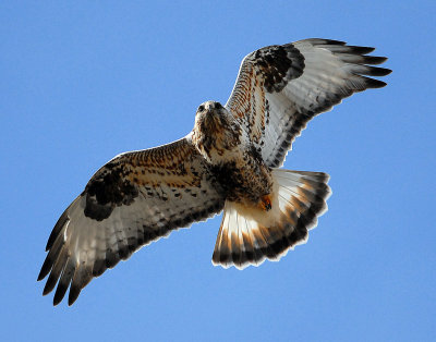 Hawk,  Rough-legged D-004.jpg