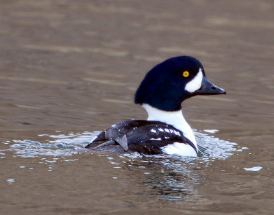 Goldeneye Barrows D-008.jpg