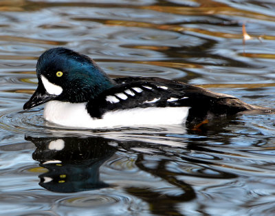 Goldeneye Barrows D-005.jpg