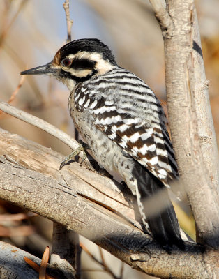 Woodpecker Ladder-backed female D-009.jpg