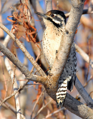 Woodpecker Ladder-backed female D-005.jpg