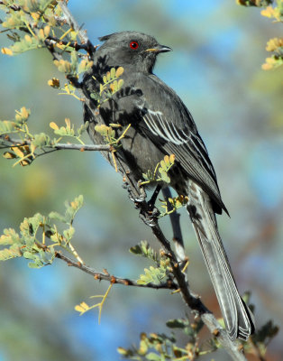 Phainopepla female D-007.jpg