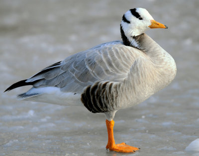 Barhead Goose,
