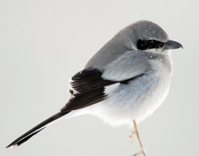 Shrike Loggerhead D-018.jpg