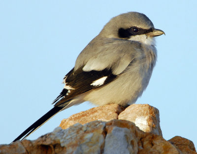 Shrike LoggerheadD-060.jpg