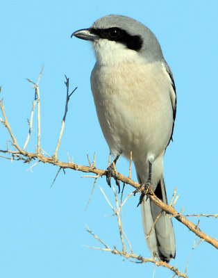 Shrike LoggerheadD-051.jpg