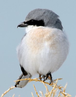 Shrike LoggerheadD-044.jpg