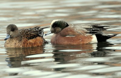 Wigeon, American