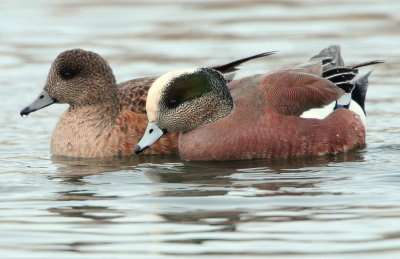 Wigeon American D-064.jpg