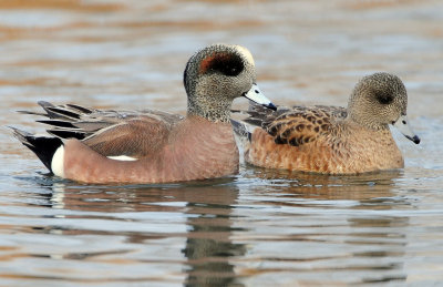 Wigeon, American