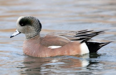 Wigeon, American