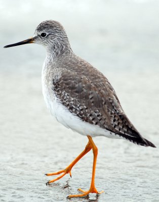 Yellowlegs Lesser D-013 - Copy.jpg