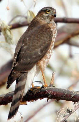 Hawk, Sharp-shinned