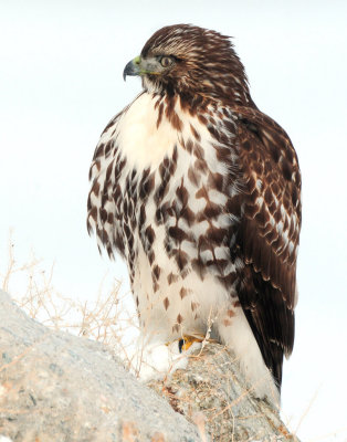 Hawk Red-tailed D-45.jpg
