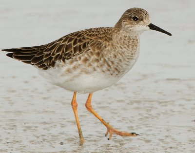 Ruff D-009.jpg