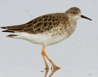 Ruff D-010.jpg
