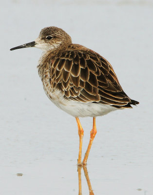 Ruff D-013.jpg