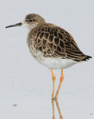Ruff D-014.jpg