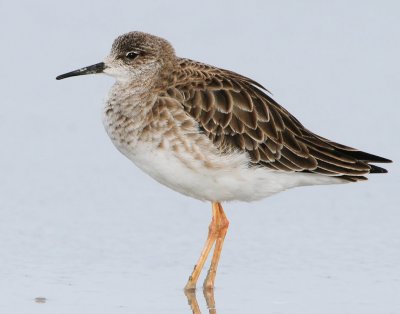 Ruff D-016.jpg