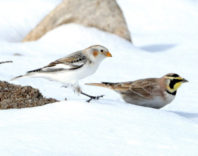 Snow Bunting and Horned Lark