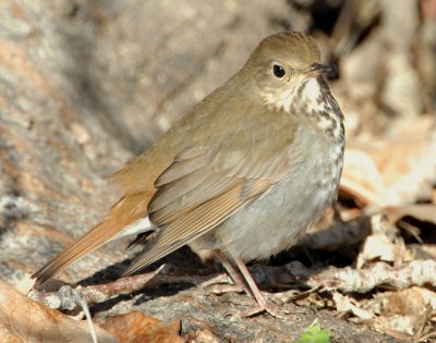 Thrush Hermit D-035.jpg