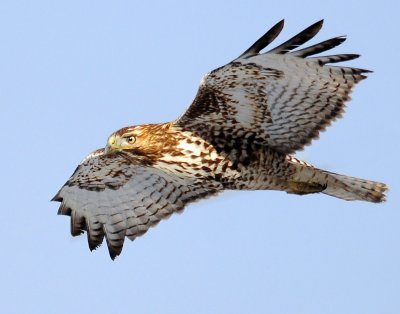 Hawk, Red-tailed