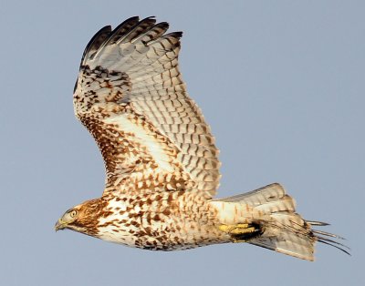 Hawk Red-tailed D-058.jpg