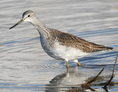 Yellowlegs Greater D-004.jpg
