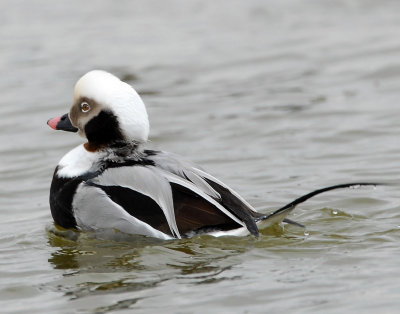 Duck, Long tailed (Male)