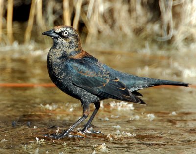Blackbird, Rusty (Male)