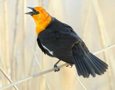 Blackbird Yellow-headedD-004.jpg