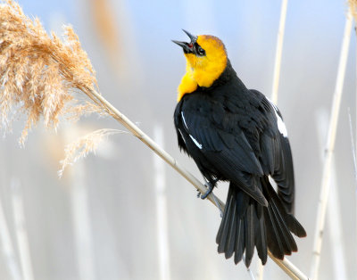 Blackbird Yellow-headedD-005.jpg