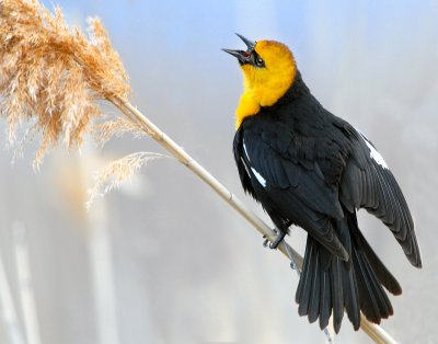 Blackbird Yellow-headedD-007.jpg