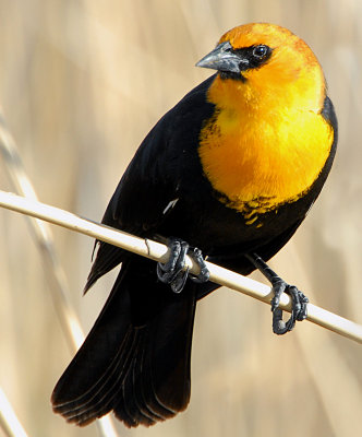 Blackbird Yellow-headedD-008.jpg