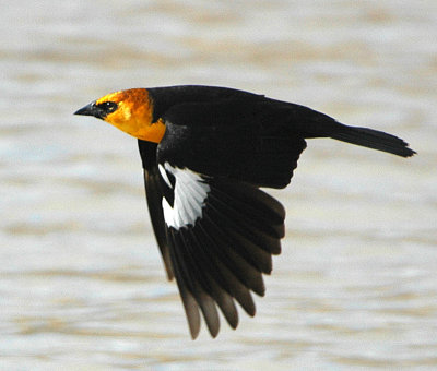 Blackbird Yellow-headedD-009.jpg