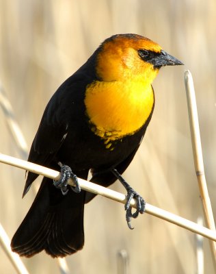 Blackbird Yellow-headedD-012.jpg
