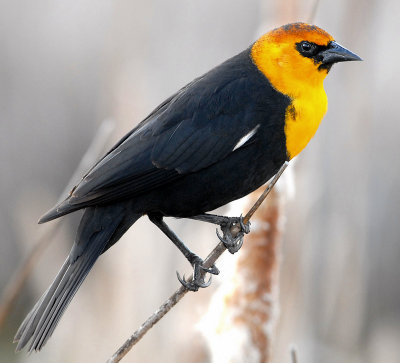 Blackbird Yellow-headedD-023.jpg