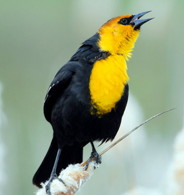 Blackbird, Yellow-headed
