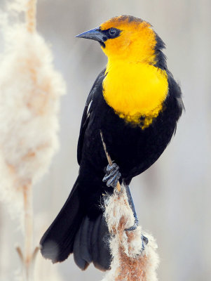 Blackbird Yellow-headedD-032.jpg