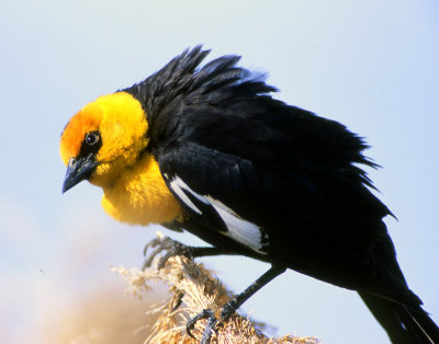 Blackbird Yellow-headedS-1020.jpg