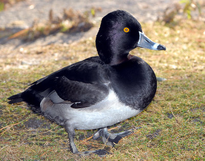 Duck, Ring-necked