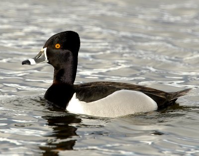 Duck, Ring-necked
