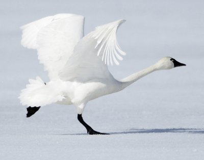 Swan  Tundra D-003.jpg